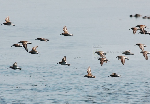 COMBATTENTE - Ruff - Philomachus pugnax - Luogo: Valli di Comacchio (FE) - Autore: Alvaro