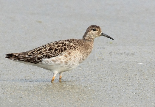 COMBATTENTE - Ruff - Philomachus pugnax - Luogo: Risaie vercellesi nei pressi di Tronzano (VC) - Autore: Alvaro