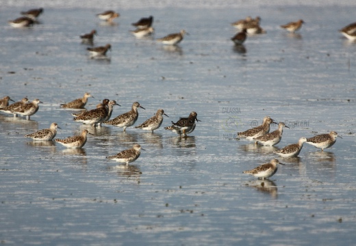 COMBATTENTE - Ruff - Philomachus pugnax - Luogo: Risaie vercellesi nei pressi di Livorno Ferraris (VC) - Autore: Alvaro