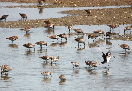 COMBATTENTE - Ruff - Philomachus pugnax - Luogo: Valli di Comacchio (FE) - Autore: Alvaro