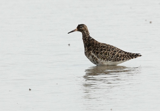 COMBATTENTE - Ruff - Philomachus pugnax - Luogo: Risaie novaresi nei pressi di Confienza (NO) - Autore: Alvaro