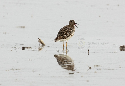 COMBATTENTE - Ruff - Philomachus pugnax - Luogo: Risaie novaresi nei pressi di Confienza (NO) - Autore: Alvaro