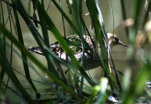 COMBATTENTE maschio in abito nuziale - Ruff - Philomachus pugnax - Luogo: Laguna di Orbetello - Albinia (GR) - Autore: Claudia