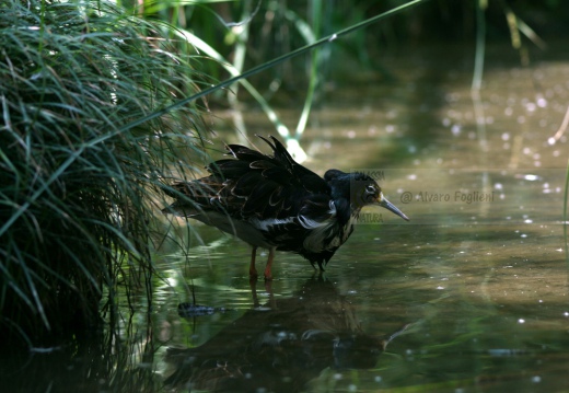 COMBATTENTE maschio in abito nuziale - Ruff - Philomachus pugnax - Luogo: Laguna di Orbetello - Albinia (GR) - Autore: Claudia