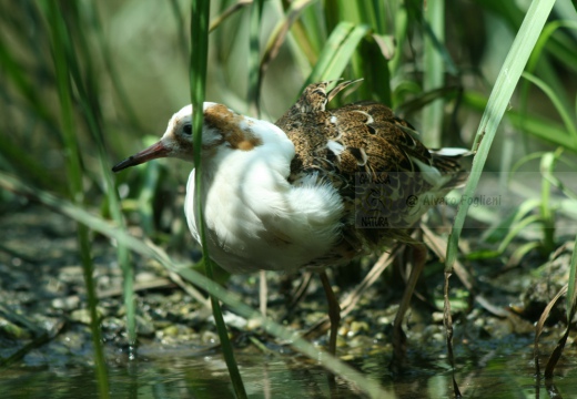 COMBATTENTE maschio in abito nuziale - Ruff - Philomachus pugnax - Luogo: Laguna di Orbetello - Albinia (GR) - Autore: Claudia
