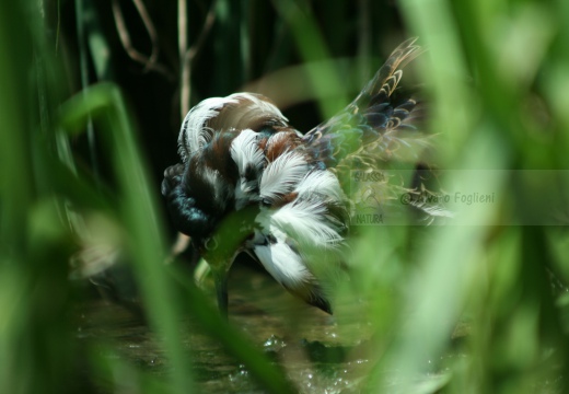 COMBATTENTE maschio in abito nuziale - Ruff - Philomachus pugnax - Luogo: Laguna di Orbetello - Albinia (GR) - Autore: Claudia