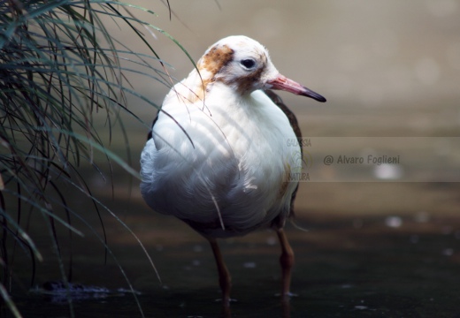 COMBATTENTE maschio in abito nuziale - Ruff - Philomachus pugnax - Luogo: Laguna di Orbetello - Albinia (GR) - Autore: Claudia
