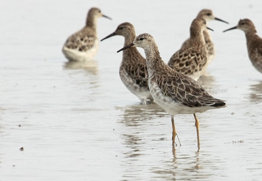 COMBATTENTE - Ruff - Philomachus pugnax - Luogo: Risaie novaresi nei pressi di Sozzago (NO) - Autore: Alvaro