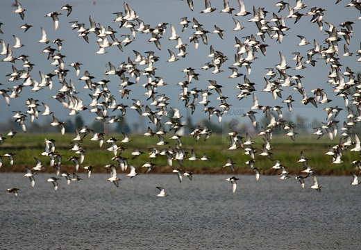 COMBATTENTE - Ruff - Philomachus pugnax - Luogo: Risaie vercellesi nei pressi di Lucedio (VC) - Autore: Alvaro