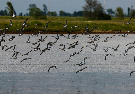 COMBATTENTE - Ruff - Philomachus pugnax - Luogo: Risaie vercellesi nei pressi di Bianzé (VC) - Autore: Alvaro