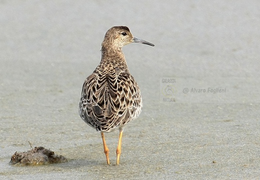 COMBATTENTE - Ruff - Philomachus pugnax - Luogo: Risaie vercellesi nei pressi di Tronzano (VC) - Autore: Alvaro