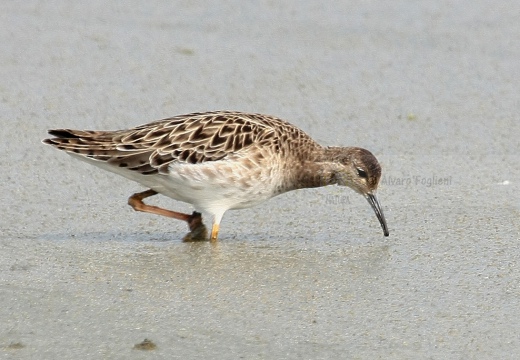 COMBATTENTE - Ruff - Philomachus pugnax - Luogo: Risaie vercellesi nei pressi di Tronzano (VC) - Autore: Alvaro