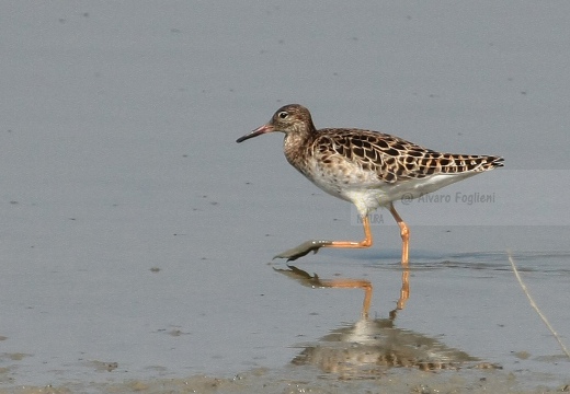 COMBATTENTE - Ruff - Philomachus pugnax - Luogo: Risaie novaresi nei pressi di Granozzo (NO) - Autore: Alvaro