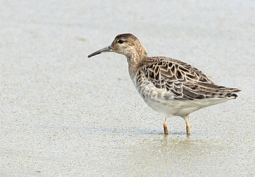 COMBATTENTE - Ruff - Philomachus pugnax - Luogo: Risaie vercellesi nei pressi di Tronzano (VC) - Autore: Alvaro