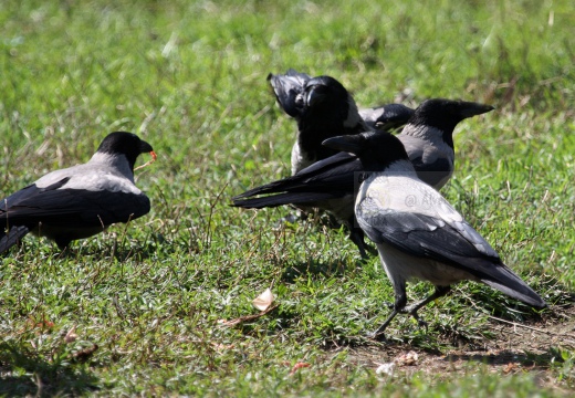 CORNACCHIA GRIGIA - Hooded Crow - Corvus corone cornix - Luogo: Parco Agricolo Milano Sud - Lacchiarella (MI) - Autore: Alvaro