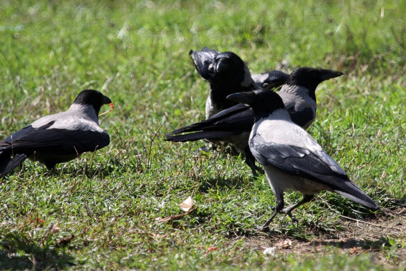 CORNACCHIA GRIGIA - Hooded Crow - Corvus corone cornix - Luogo: Parco Agricolo Milano Sud - Lacchiarella (MI) - Autore: Alvaro