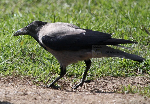 CORNACCHIA GRIGIA - Hooded Crow - Corvus corone cornix - Luogo: Q.re Missaglia (MI) - Autore: Claudia