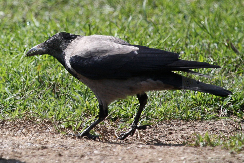 CORNACCHIA GRIGIA - Hooded Crow - Corvus corone cornix - Luogo: Q.re Missaglia (MI) - Autore: Claudia