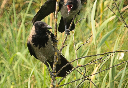 CORNACCHIA GRIGIA - Hooded Crow - Corvus corone cornix - Luogo: Parco fluviale del Mincio - Mantova - Autore: Alvaro