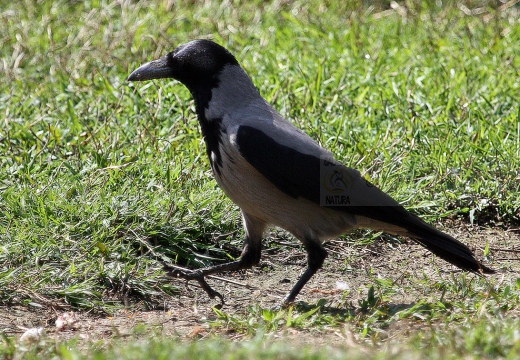 CORNACCHIA GRIGIA - Hooded Crow - Corvus corone cornix - Luogo: Q.re Missaglia (MI) - Autore: Claudia