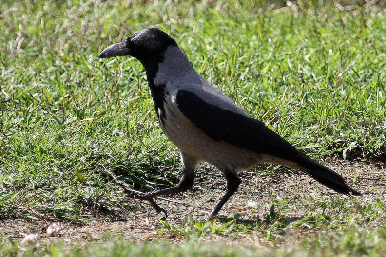 CORNACCHIA GRIGIA - Hooded Crow - Corvus corone cornix - Luogo: Q.re Missaglia (MI) - Autore: Claudia
