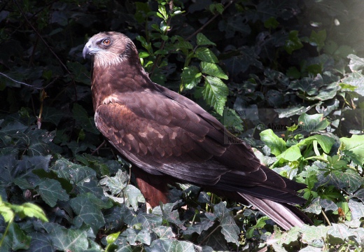 FALCO DI PALUDE  - Marsh Harrier - Circus aeruginosus - Luogo: Oasi Lipu di Torrile (PR) - Autore: Claudia