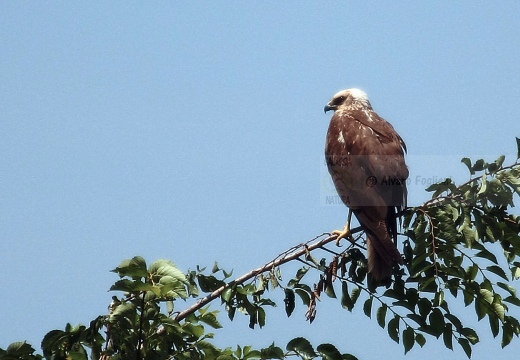 FALCO DI PALUDE - Marsh Harrier - Circus aeruginosus - Luogo: Oasi di Tivoli (MO) - Autore: Alvaro