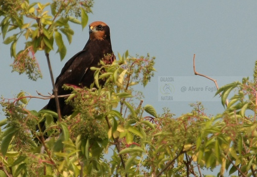 FALCO DI PALUDE - Marsh Harrier - Circus aeruginosus - Luogo: Lago Superiore (MN) - Autore: Alvaro