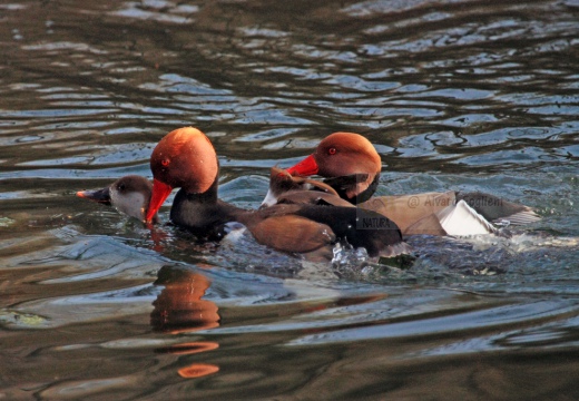 FISTIONE TURCO  - Red-crested Pochard - Netta rufina - Luogo: Palude di Brivio (LC) - Autore: Alvaro