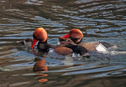 FISTIONE TURCO  - Red-crested Pochard - Netta rufina - Luogo: Palude di Brivio (LC) - Autore: Alvaro