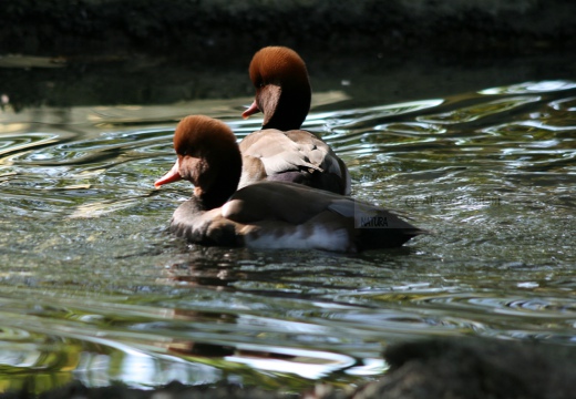 FISTIONE TURCO  - Red-crested Pochard - Netta rufina - Luogo: Lago di Olginate - Olginate (LC) - Autore: Alvaro