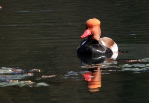 FISTIONE TURCO  - Red-crested Pochard - Netta rufina - Luogo: Palude di Brivio (LC) - Autore: Alvaro