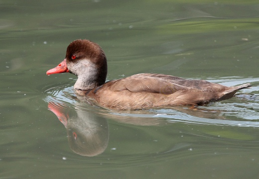 FISTIONE TURCO  - Red-crested Pochard - Netta rufina - Luogo: Palude di Brivio (LC) - Autore: Alvaro