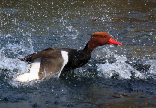 FISTIONE TURCO  - Red-crested Pochard - Netta rufina - Luogo: Palude di Brivio (LC) - Autore: Alvaro