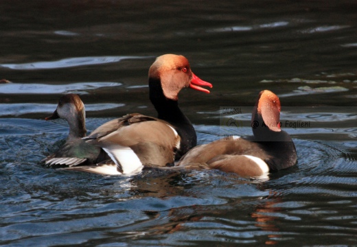 FISTIONE TURCO  - Red-crested Pochard - Netta rufina - Luogo: Palude di Brivio (LC) - Autore: Alvaro