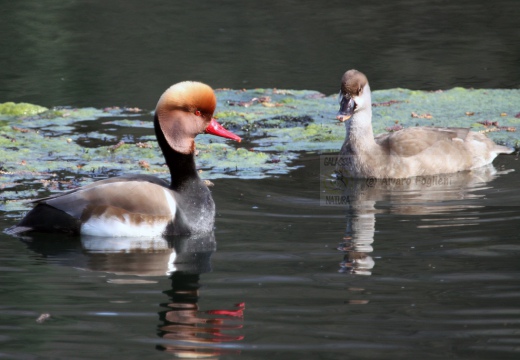 FISTIONE TURCO  - Red-crested Pochard - Netta rufina - Luogo: Palude di Brivio (LC) - Autore: Alvaro