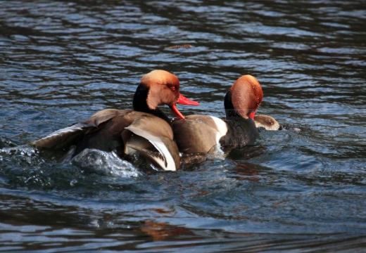 FISTIONE TURCO  - Red-crested Pochard - Netta rufina - Luogo: Palude di Brivio (LC) - Autore: Alvaro