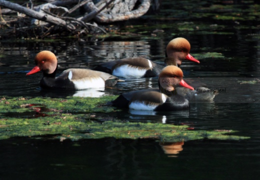 FISTIONE TURCO  - Red-crested Pochard - Netta rufina - Luogo: Palude di Brivio (LC) - Autore: Alvaro