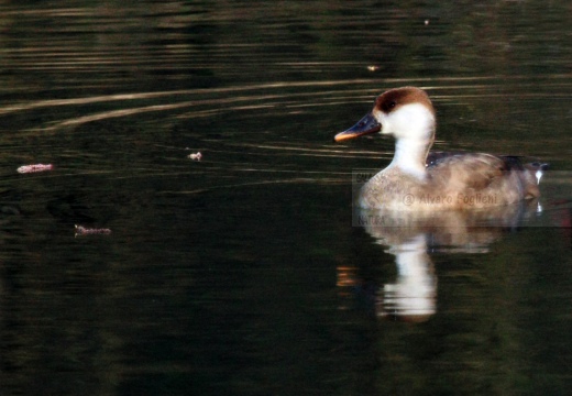 FISTIONE TURCO  - Red-crested Pochard - Netta rufina - Luogo: Palude di Brivio (LC) - Autore: Alvaro