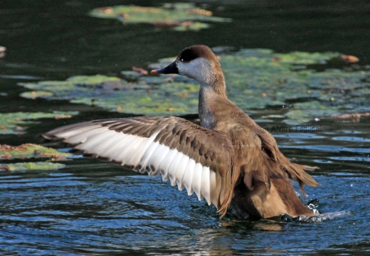 FISTIONE TURCO  - Red-crested Pochard - Netta rufina - Luogo: Palude di Brivio (LC) - Autore: Alvaro