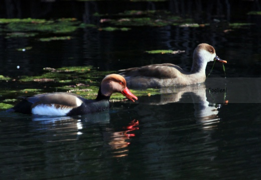 FISTIONE TURCO  - Red-crested Pochard - Netta rufina - Luogo: Palude di Brivio (LC) - Autore: Alvaro