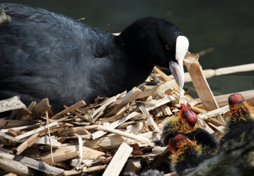 FOLAGA - Coot - Fulica atra - Luogo: Parco Adda Nord (LC) - Autore: Alvaro