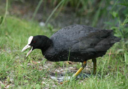 FOLAGA - Coot - Fulica atra - Luogo: - Parco della Valle del Ticino - Coarezza (VA) - Autore: Alvaro