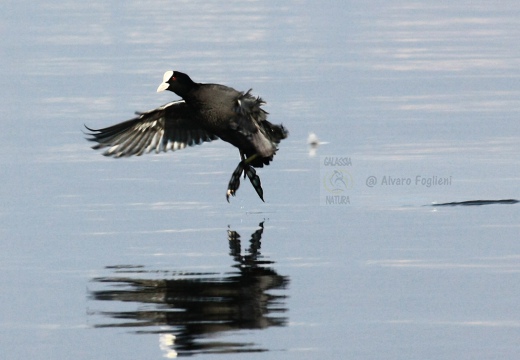 FOLAGA - Coot - Fulica atra - Luogo: Lago di Varese (VA) - Autore: Alvaro