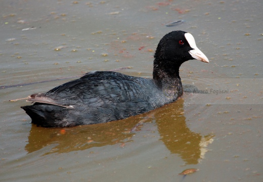 FOLAGA - Coot - Fulica atra - Luogo: Lago di Garda - Lago del Frassino - Peschiera d. G. (VR) - Autore: Alvaro