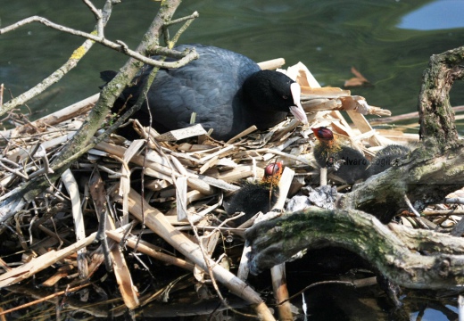 FOLAGA - Coot - Fulica atra - Luogo: Parco Adda Nord (LC) - Autore: Alvaro