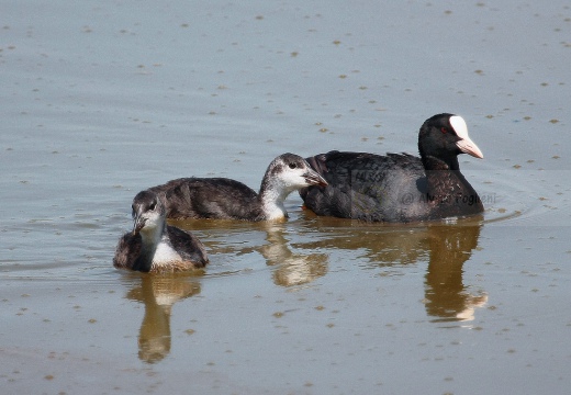 FOLAGA (piccolo) - Coot - Fulica atra - Luogo: Oasi Tivoli-Manzolino (MO) - Autore: Alvaro