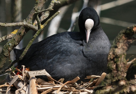 FOLAGA - Coot - Fulica atra - Luogo: Parco Adda Nord (LC) - Autore: Alvaro