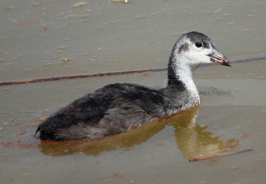 FOLAGA (piccolo) - Coot - Fulica atra - Luogo: Oasi Tivoli-Manzolino (MO) - Autore: Alvaro