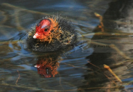 FOLAGA - Coot - Fulica atra - Luogo: Parco Adda Nord (LC) - Autore: Alvaro